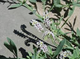Image result for Heliotropium ciliatum