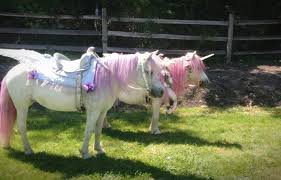 Petting zoos are fun, but it's important to remember that animals sometimes carry germs that can be harmful to people. Rent Unicorn Ponies For Birthday Parties Simplemost