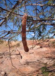 Image result for Albizia brevifolia