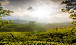 This is supposed to take place at the start of september but it's common. The Kerala Travel Blog Experience Kerala What Wikipedia Can T Tell You About Best Places To Visit In Munnar