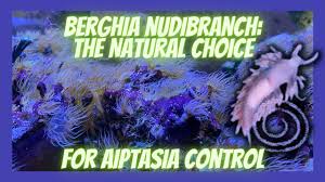 Image result for Bergia salaria