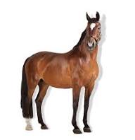 Vaccinating the Geriatric Horse - VMC Easton