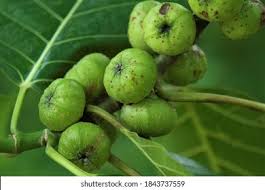 Image result for Moraceae