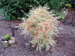 Manyo No Sato First Photo Shows The Unique Summer Color Of This Unusual Japanese Maple The Second Photo Show Japanese Maple Acer Palmatum Garden Landscaping