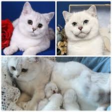 Naturale bella feliland / british sh. Loretta Top Cat Breeders
