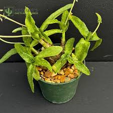 Image result for Drimiopsis barteri