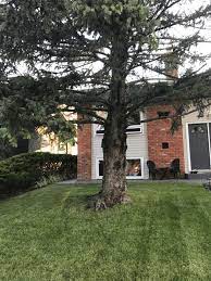 Fast & free shipping on orders over $35! Growing Grass Under A Spruce Or Pine Tree Arn S Equipment Calgary Ab 800 820 8676