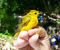 Test your knowledge on this science quiz and compare your score to others. Bedford Audubon Society Yellow Warbler