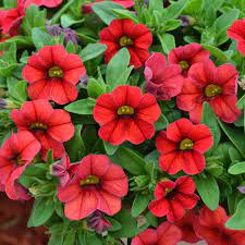 Enjoy exploring our range of bodhi seeds shop and find the coleus seeds for sale from au.dhgate.com with free. Calibrachoa Calipetite Red Garden Express