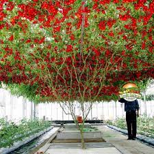 A looper caterpillar makes large holes in the leaves of young plants in the nursery but causes little damage to trees in the field. Giant Italian Tree Tomato Seeds Tomato Tree Trees To Plant Tomato Seeds