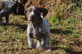 The puppies are kennel club registered. Silvagun English Pointers And German Shorthaired Pointer Breeder Harden Nsw