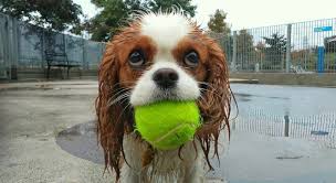 Unlock car with tennis ball. Dogs Are Wise They Crawl Away Into A Quiet Corner And Lick Their Wounds And Do Not Rejoin The World Until They Are Whole Once More Agatha Christie