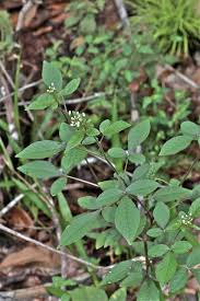 Image result for Cleome aculeata
