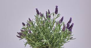 If you light dried lavender on a a bunch of dried lavender keeps moths out of your wardrobe. How To Harvest Dry And Use Lavender Bouqs Blog