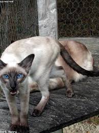 Otherwise consider removing or replacing them with more appropriate links. Croatian Surnames In Argentina What Language On Taiwinrajump Dottoressamoreas It