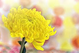 Hope you are feeling very soothing and cool after watching these vibrant. 30 Types Of Yellow Flowers With Pictures Flower Glossary
