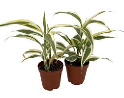 Image result for Dracaena sanderiana