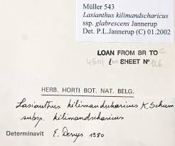 Image result for Lasianthus kilimandscharicus