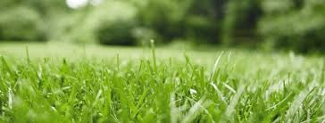 The weather can influences how often you should cut grass. How Often Should You Cut Your Grass Rutherford Source