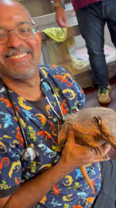 Six-banded armadillo getting some lovin’ from Dr. A during his exam.  ❤️#sixbandedarmadillo