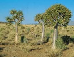 Image result for Aloidendron