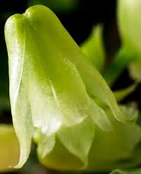 Image result for Polystachya greatrexii