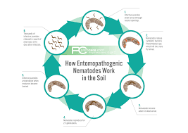 Nemasys Leatherjacket Killer Effective Leatherjacket Treatment Pitchcare