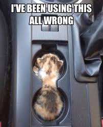 Ohhh So That S What It S For Https Welovekitties Com 2020 02 17 Ohhh So Thats What Its For In 2020 Kittens Funny Funny Cats Cute Funny Animals