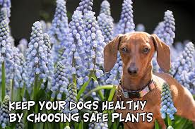 Every dog owner should have a list of plants poisonous to dogs in order to protect their canine companion from illness or death. Dog Friendly Plants And Flowers Florissa Flowers Roses And More Dog Friendly Plants Dog Safe Plants Dog Friendly Garden