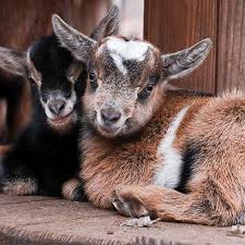 We did not find results for: The Grazing Goat Goat Milk Soap Tabernacle New Jersey