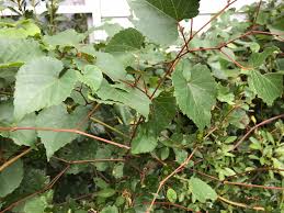 Wild grapes (vitis spp.) were found by european settlers when they arrived on the east coast of what is now the united states. Ask Extension
