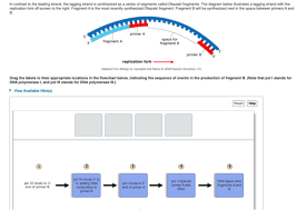 What Are The Similarities And Differences Between Leading And Lagging  Strands? - Quora
