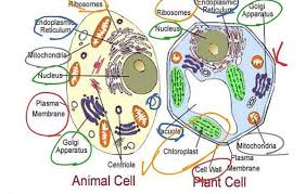 As cells are added to the tip by repeated cell divisions, a young root elongates and leaves behind cells that differentiate and become the primary roots of the plant. Difference Between Plant Cell And Animal Cell Biology Theory Study Entranciology Com