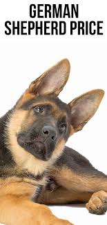 A german shepherd's athleticism has ensured its longstanding excellence and versatility in police and military operations, search and rescue, bomb getting as much information as possible before you look at german shepherd puppies for sale is crucial to pinpointing what you are looking for in a dog. German Shepherd Price The Cost Of Buying And Raising A Gsd