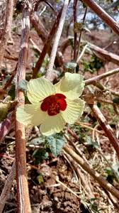 Image result for Cyphostemma subciliatum