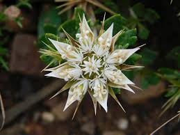 Image result for Macledium poggei