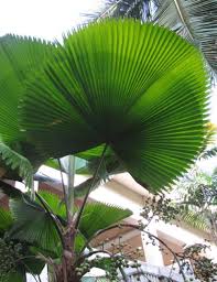 Ketinggian pokok adalah seperti dalam gambar.boleh tanam kst tepi2 rumah. Ciri Ciri Dan Jenis Jenis Pohon Palem Bibitbunga Com
