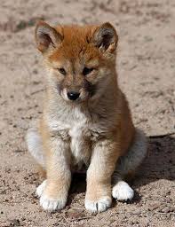 Dino Looks So Innocent As A Pup Australia Dingo Animals Animales Adorables Perros Salvajes Animales