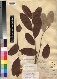 Image result for Parinari capensis