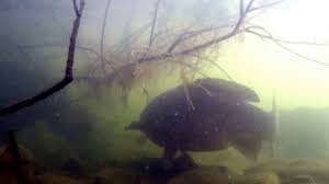 07 januari 201108 januari 2011 daniel demeterisfiske, regnbågsfiske. Under Vattnet I Rogle Dammar Youtube