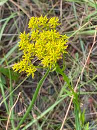 Image result for Nesaea ramosa