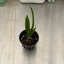 Image result for Lellingeria oosora