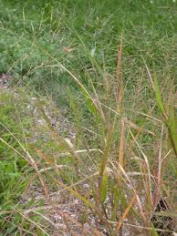 Image result for Panicum gilvum