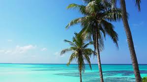 Palm Tress Zoom In With Stock Footage Video 100 Royalty Free 1032497921 Shutterstock Make your next rainy day at your home office a tropical paradise awaits from your next conference call. palm tress zoom in with stock footage video 100 royalty free 1032497921 shutterstock