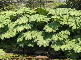 Image result for Gunnera