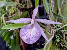 Image result for Disperis reichenbachiana