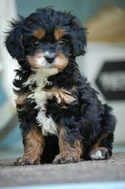 Cute Black And Brown Puppy Breeds Dogs And Puppies Want To Know More About Canines Read This Be Sure To Check Out This Helpful Article Dogsandpupp Poodle Cross Breeds Dog Breeds Puppies