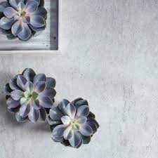 يتوقع من الطالبة في نهاية الدرس أن succulents planting succulents plants