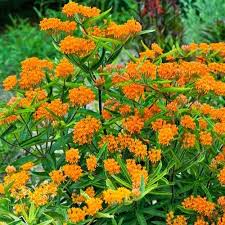 Perennials come back for many years, so they're a great investment to get the most out of your garden budget. Shrubs Asteraceae Perennial Plants For Decoration Gifting Rs 60 Piece Id 10312062030
