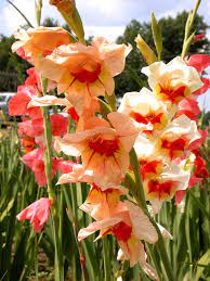 Flowering Bulbs In Warm Regions Bulbs That Grow Well In Hot Climates Bulb Flowers Growing Bulbs Flowers